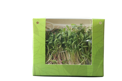 Palak Microgreens