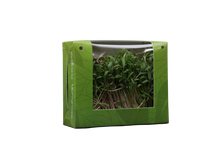 Palak Microgreens