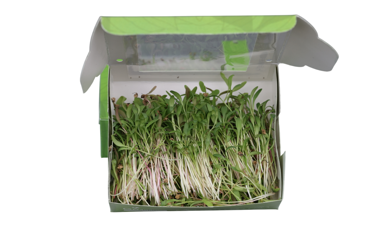 Palak Microgreens