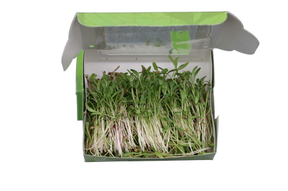 Palak Microgreens