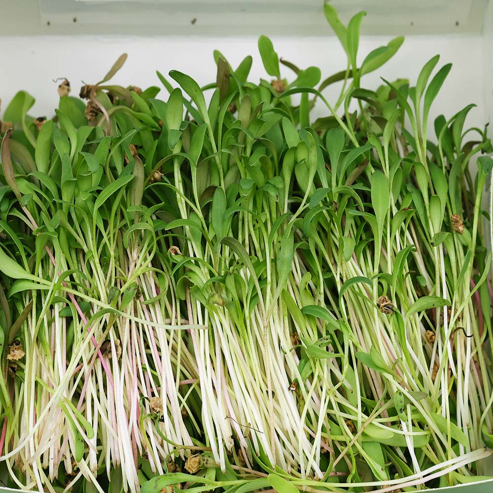 Palak Microgreens