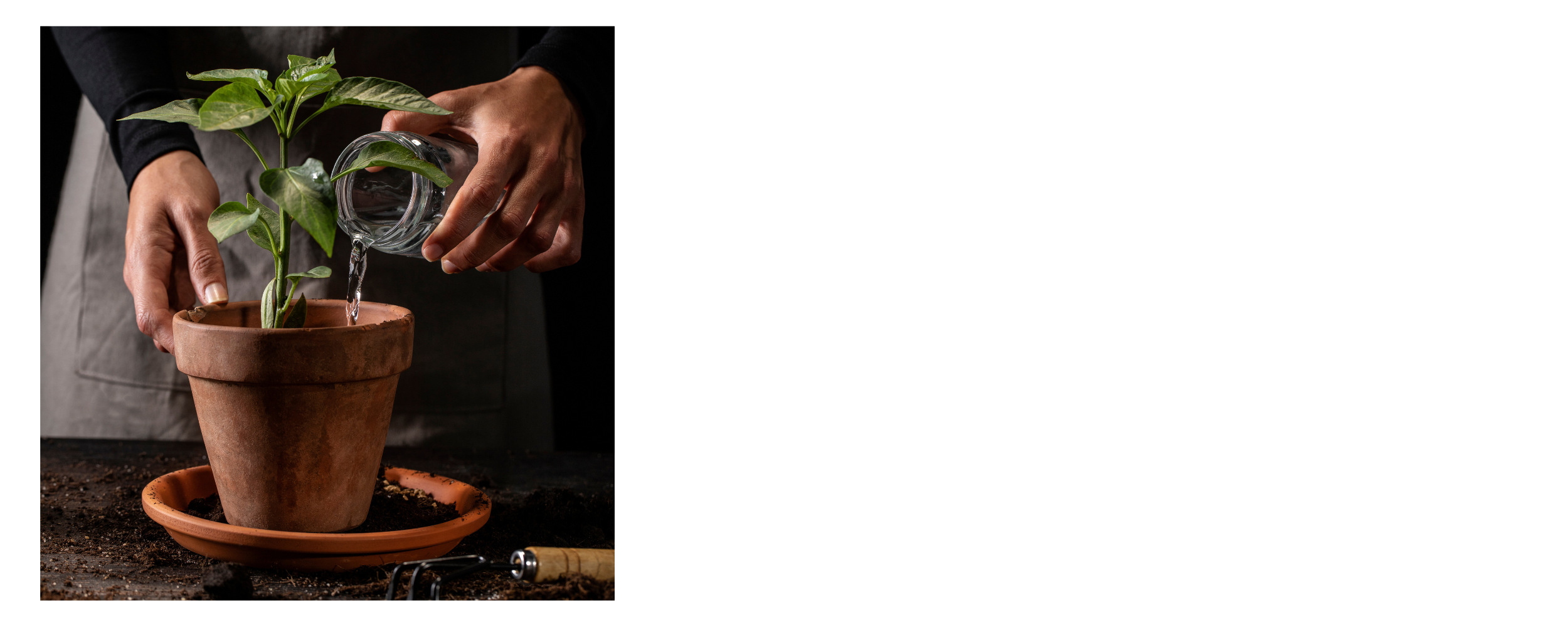 Person watering a potted plant with a clear glass container.