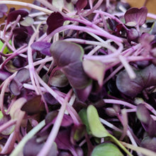 Fresh Sango purple radish microgreens from Go4ganics, vibrant green and purple microgreens on a clean white background.