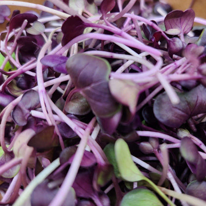 Fresh Sango purple radish microgreens from Go4ganics, vibrant green and purple microgreens on a clean white background.