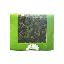 Fresh Sango purple radish microgreens from Go4ganics, vibrant green and purple microgreens with delicate leaves on a white background.