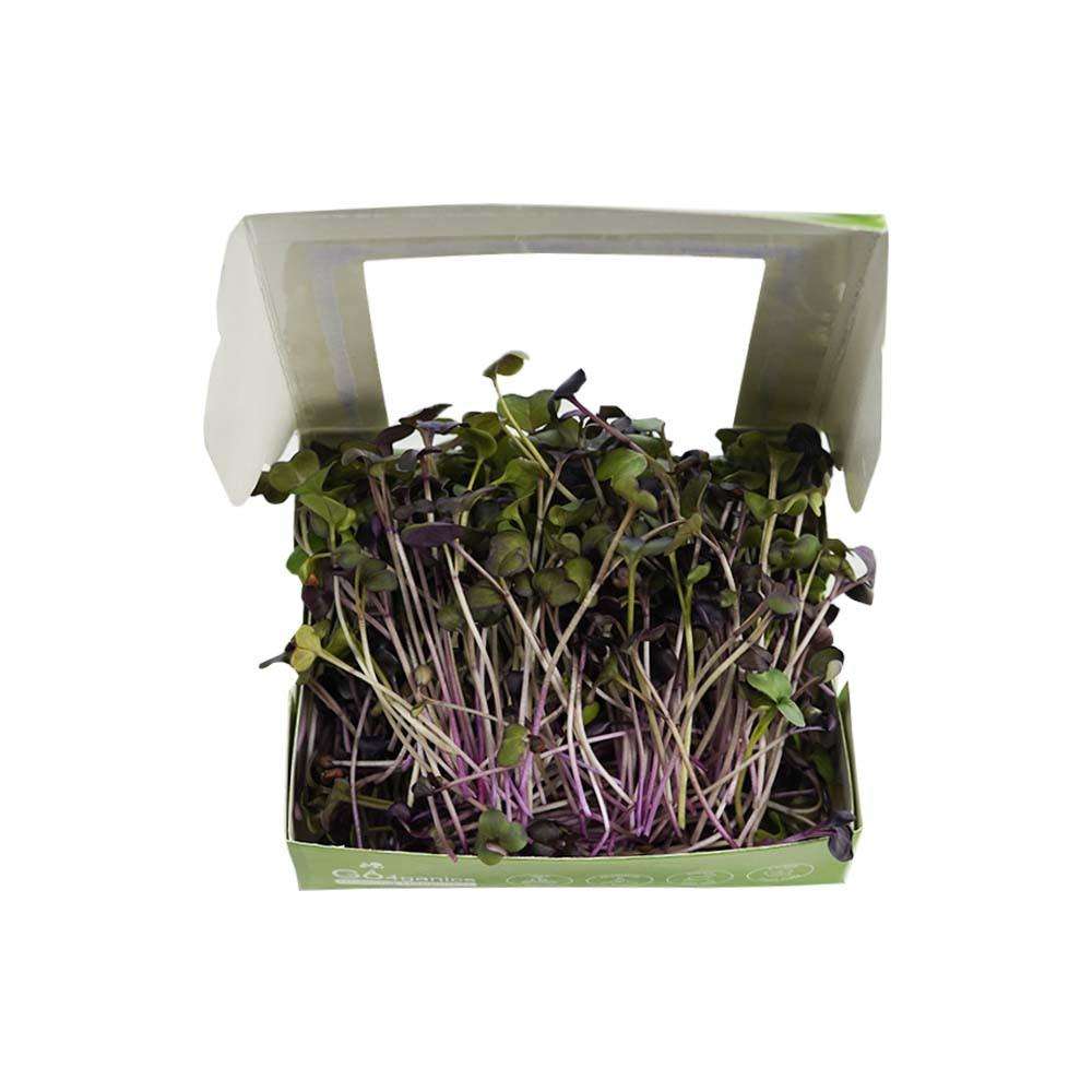 Fresh Sango purple radish microgreens from Go4ganics, vibrant green and purple microgreens on a white background.