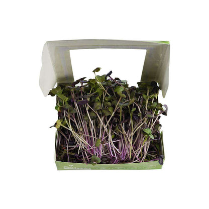Fresh Sango purple radish microgreens from Go4ganics, vibrant green and purple microgreens on a white background.
