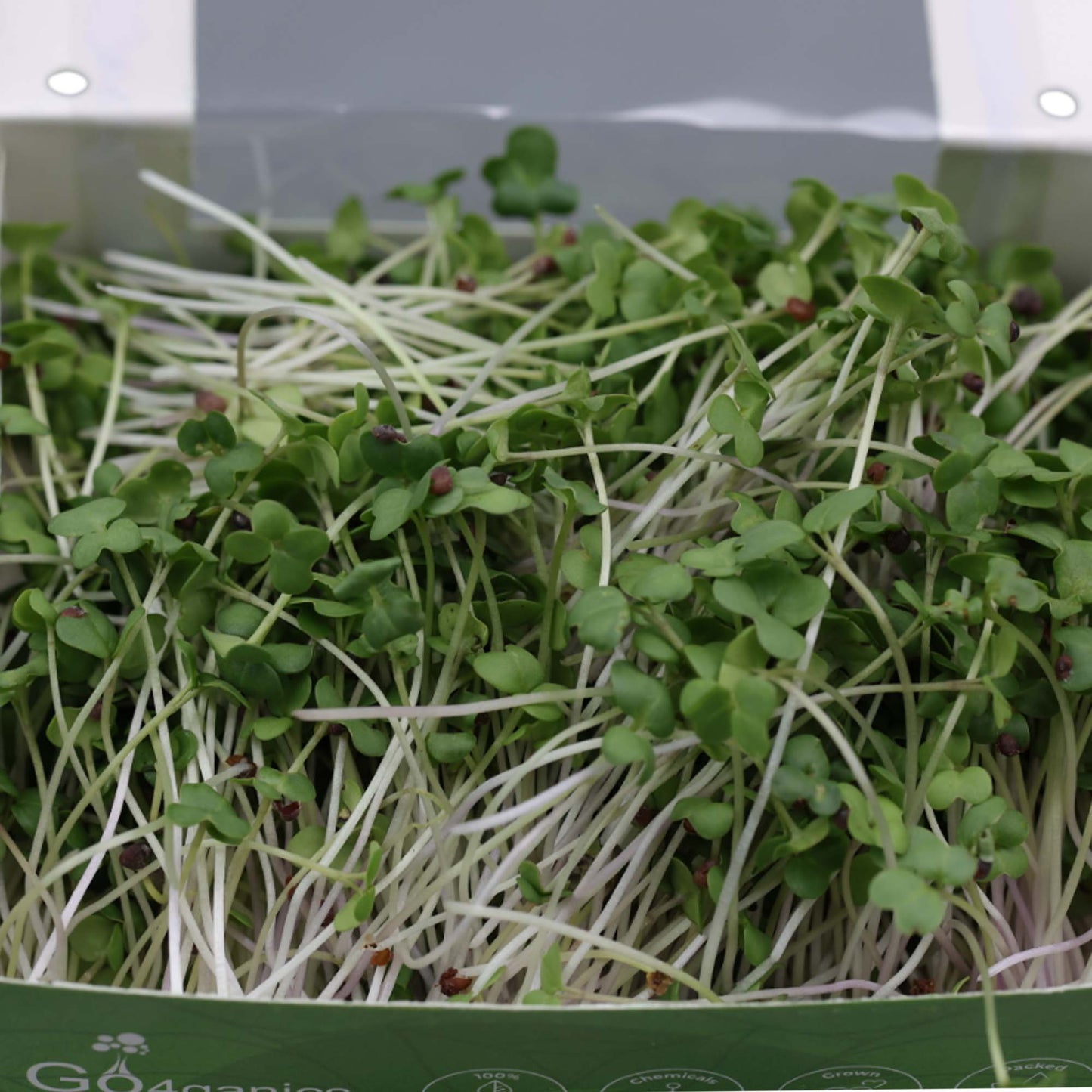 Mustard Microgreens