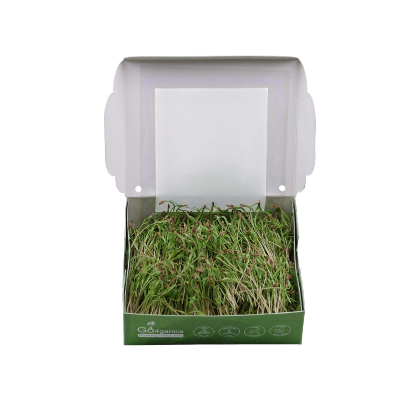 Carrot Microgreens