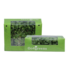 White Radish Microgreens
