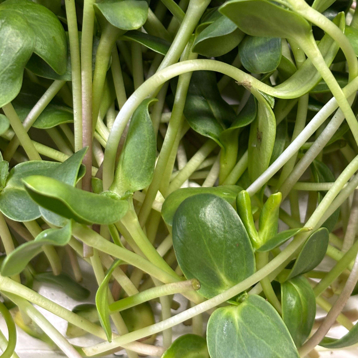Fresh  Sunflower Microgreens