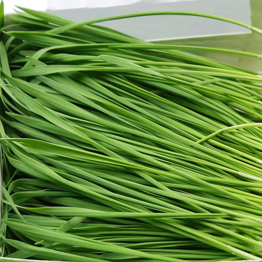 Wheatgrass Microgreens