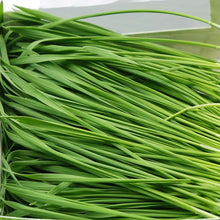 Wheatgrass Microgreens