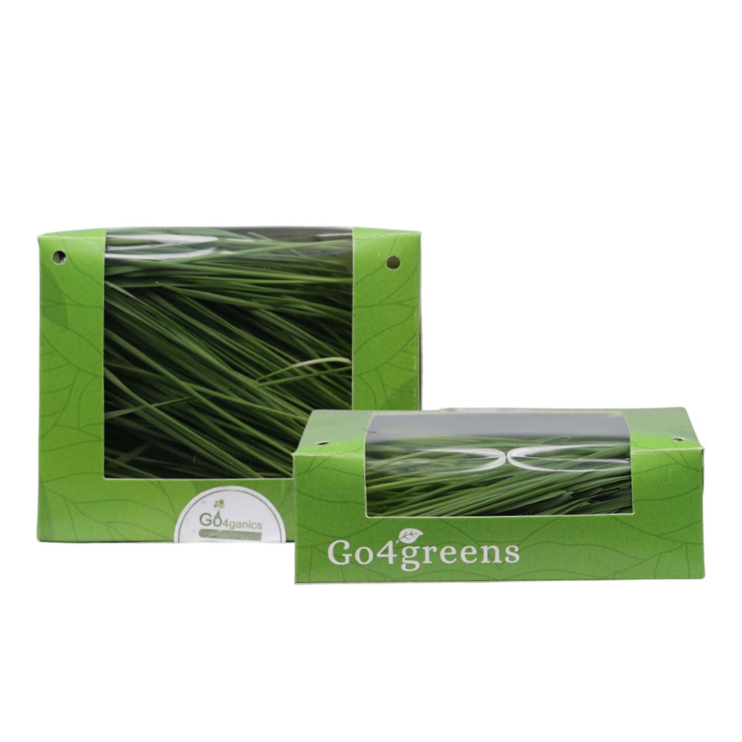 Wheatgrass Microgreens