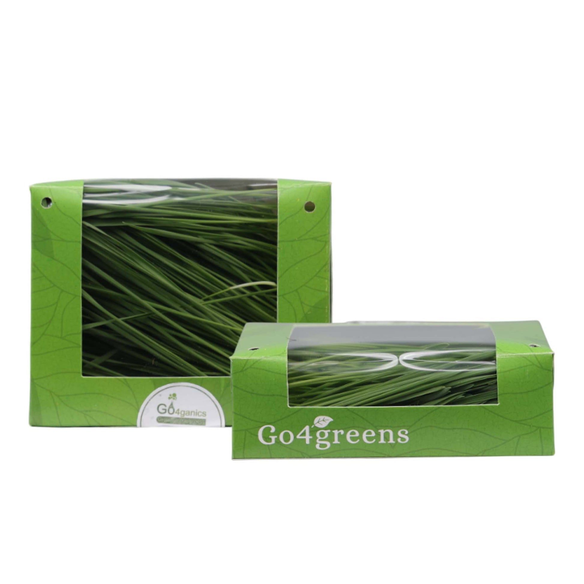 Wheatgrass Microgreens
