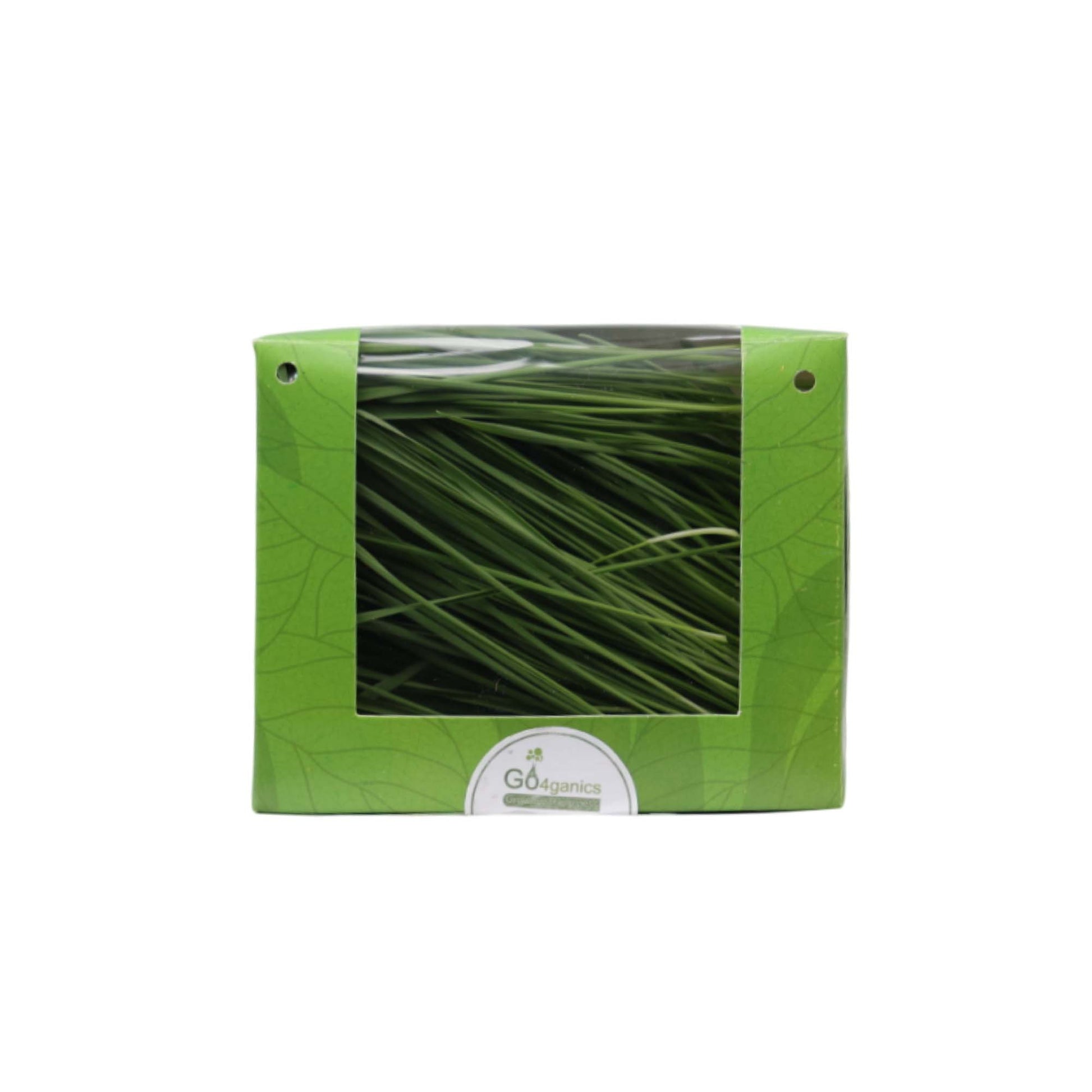 Wheatgrass Microgreens