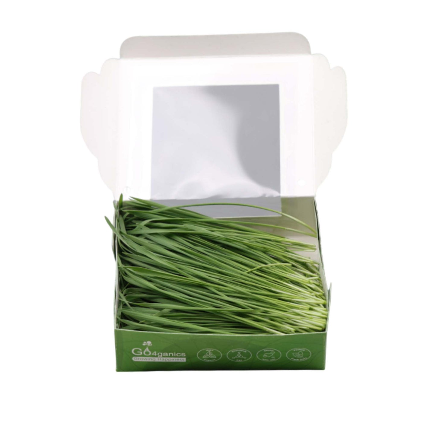 Wheatgrass Microgreens