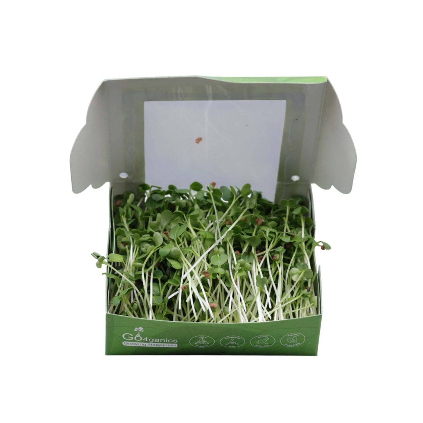 White Radish Microgreens