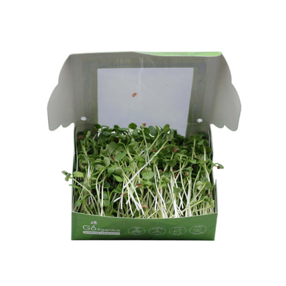 White Radish Microgreens