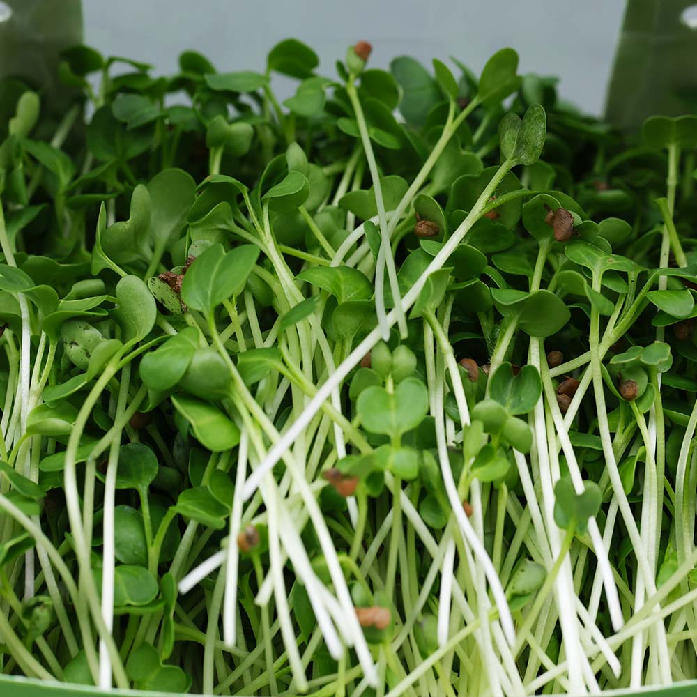 White Radish Microgreens