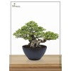 Round Pot