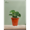 Tulsi Pot