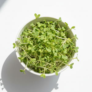 Fenugreek Microgreens
