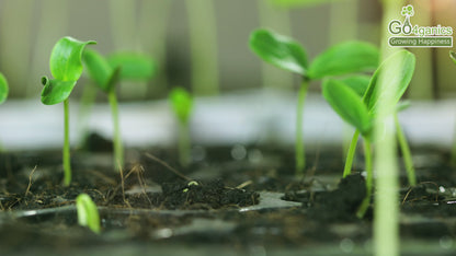 Starter Kit for Home Garden