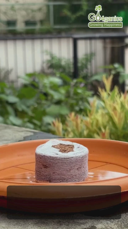 Cocopeat Coins (50 Pcs)