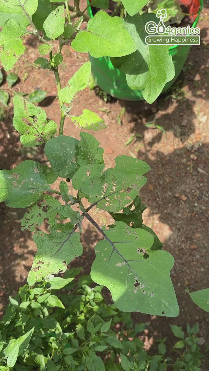 Load video: Go4ganics BugOff herbal insecticide spray for organic plant pest control, protecting garden plants from insects naturally.