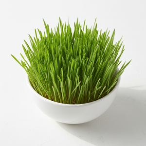 Wheatgrass Microgreens