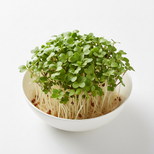 White Radish Microgreens