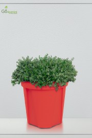 MINT POT