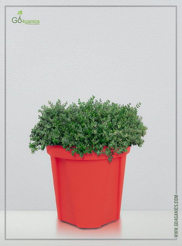 MINT POT