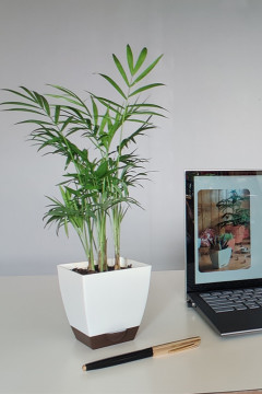 SQUARE POT - CHATURA 3.3" WITH SMART TRAY