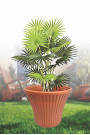 ARECA POT 