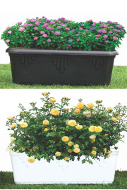 GRASS POT