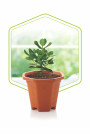 TULSI POT MEDIUM