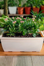 RECTANGULAR POT  20" CAMEL