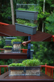 MICRO GREENS GROWING TRAY