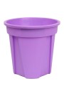 Purple +Rs.40.00