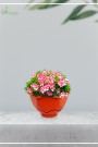 MONEY PLANT HANGING POT